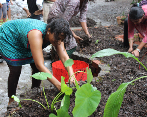 Seeds and saplings of seasonal vegetables and fruits, medicinal plants and herbs are put into the fertile soil